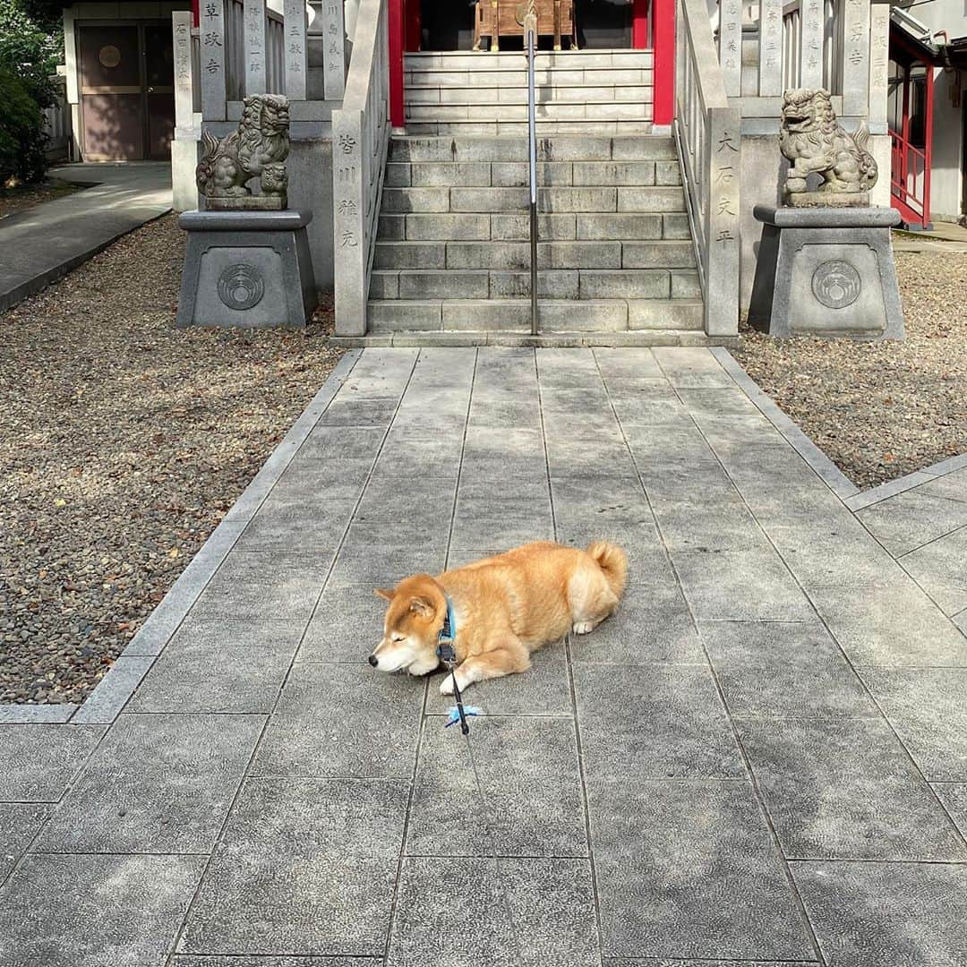 まる（まるたろう）さんのインスタグラム写真 - (まる（まるたろう）Instagram)「Good morning!✨🐶✨神様おはようございます！ #いつもお世話になっております #ここで寝ててもいいですか❓ #じゃあお言葉に甘えて #お昼寝させていただきます #パパは先に帰ってていいよ #神様がいるから安心して」9月16日 9時21分 - marutaro