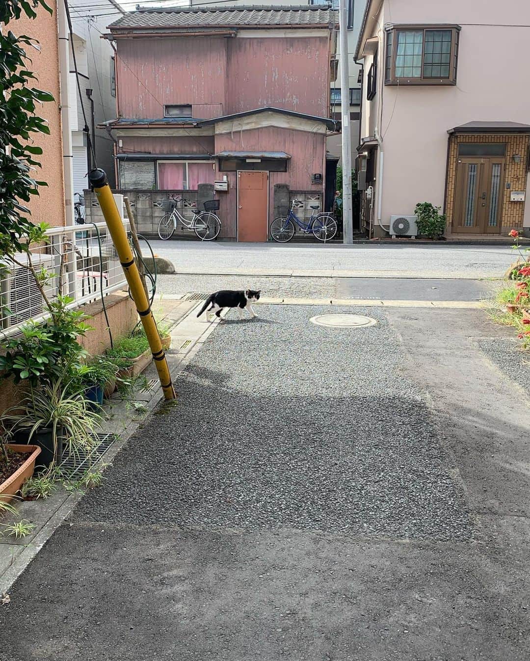 Kachimo Yoshimatsuさんのインスタグラム写真 - (Kachimo YoshimatsuInstagram)「一年前のナナクロとイカスミ Photo:2019.09.16 Nanakuro & Ikasumi a year ago 遭遇した。 encountered  イカスミが逃げた。 Ikasumi ran away.  #うちの猫ら #nanakuro #ikasumi #ナナクロ #猫 #ねこ #cat #ネコ #catstagram #ネコ部 http://kachimo.exblog.jp」9月16日 9時29分 - kachimo