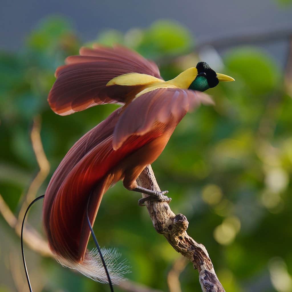 Tim Lamanさんのインスタグラム写真 - (Tim LamanInstagram)「Photos by @TimLaman.  These images show the Red Bird-of-Paradise displaying high in a tree in Batanta Island, Indonesia.  These are a couple of my most well known images, and I know I’ve shared them here before.  You may have seen them, but do you know what it took to capture these images at the top of the canopy?  I shot them from the highest tree blind I have ever made, 50 meters (165 ft.) up in the biggest tree in the area, where I constructed a blind literally out on a limb on the opposite side of the tree from this perch used by the birds.  For about a week, I climbed my rope in the dark, and got set up before dawn to wait for the birds to come. Yes, a lot of effort for a few shots, but well worth it.  Truly unique images rarely come easily.  Right now these prints are on sale, but only till tomorrow, Wed Sep 16.  And I’m donating 50% of profits to the forest guardians in Papua who protect the land where this species and other Birds-of-Paradise live, but currently have no income due to covid and a lack of visitors.  So you can enjoy a Red Bird-of-Paradise on your wall, and help out the folks in Papua.  See the link in my profile or go to www.timlamanfineart.com to see all your options.  You’ll find reasonable prices and economical shipping all over the world. Swipe to see a bit younger me climbing that monster tree – it was sweaty work!  Thanks for reading! #birdsofparadise #redbirdofparadise #Indonesia #Papua」9月16日 9時29分 - timlaman