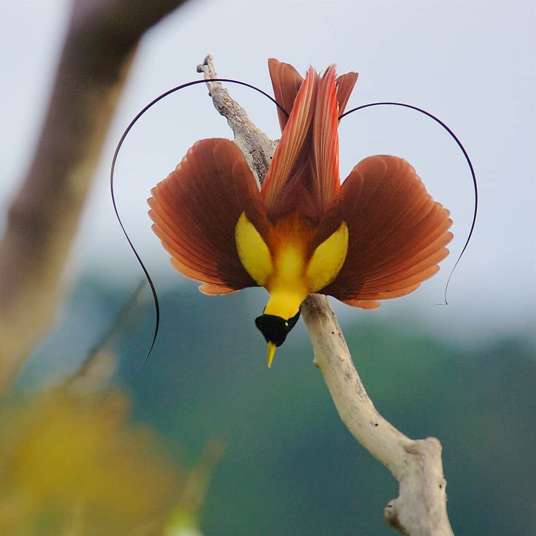 Tim Lamanさんのインスタグラム写真 - (Tim LamanInstagram)「Photos by @TimLaman.  These images show the Red Bird-of-Paradise displaying high in a tree in Batanta Island, Indonesia.  These are a couple of my most well known images, and I know I’ve shared them here before.  You may have seen them, but do you know what it took to capture these images at the top of the canopy?  I shot them from the highest tree blind I have ever made, 50 meters (165 ft.) up in the biggest tree in the area, where I constructed a blind literally out on a limb on the opposite side of the tree from this perch used by the birds.  For about a week, I climbed my rope in the dark, and got set up before dawn to wait for the birds to come. Yes, a lot of effort for a few shots, but well worth it.  Truly unique images rarely come easily.  Right now these prints are on sale, but only till tomorrow, Wed Sep 16.  And I’m donating 50% of profits to the forest guardians in Papua who protect the land where this species and other Birds-of-Paradise live, but currently have no income due to covid and a lack of visitors.  So you can enjoy a Red Bird-of-Paradise on your wall, and help out the folks in Papua.  See the link in my profile or go to www.timlamanfineart.com to see all your options.  You’ll find reasonable prices and economical shipping all over the world. Swipe to see a bit younger me climbing that monster tree – it was sweaty work!  Thanks for reading! #birdsofparadise #redbirdofparadise #Indonesia #Papua」9月16日 9時29分 - timlaman