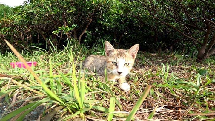 感動猫動画のインスタグラム