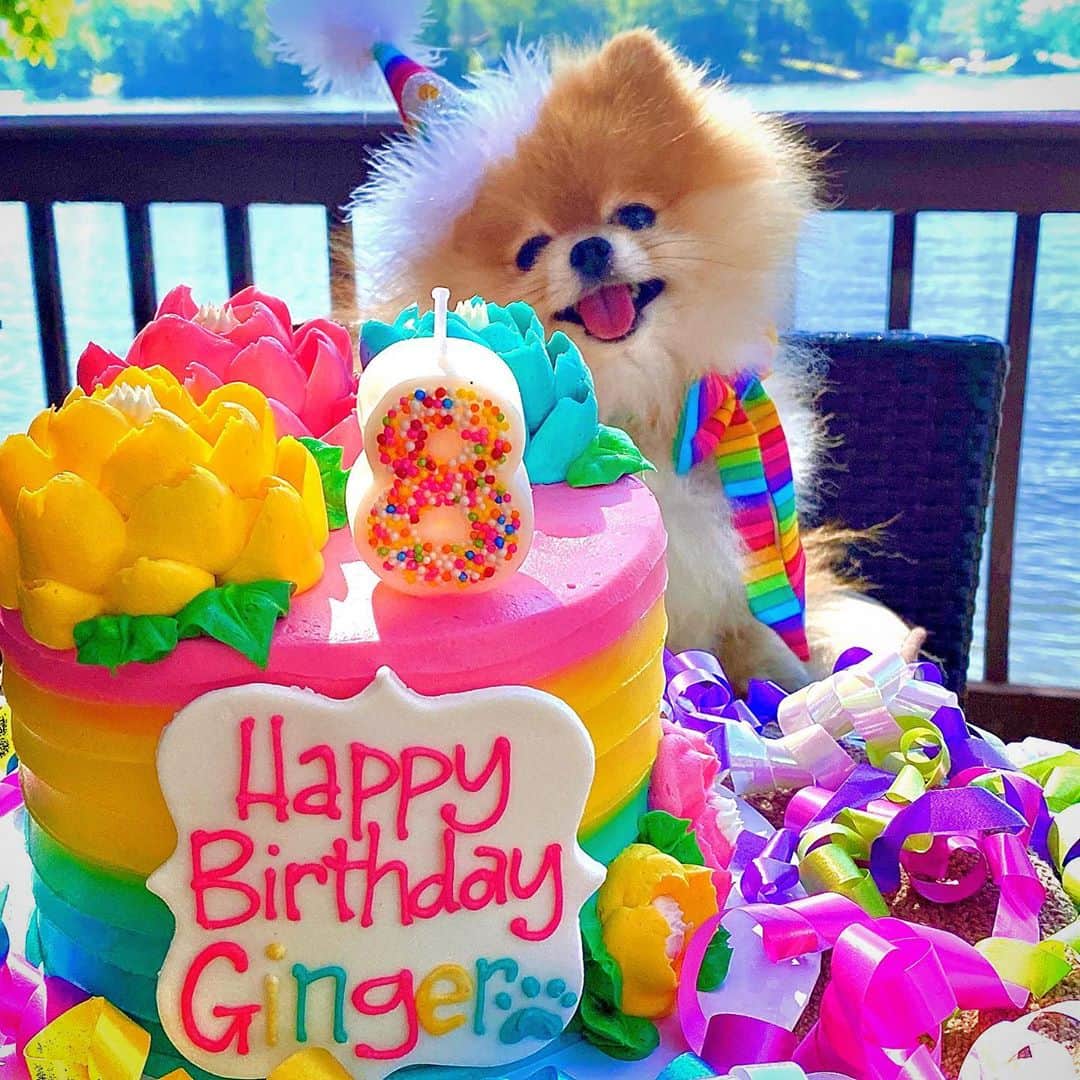 Monique&Gingerさんのインスタグラム写真 - (Monique&GingerInstagram)「Ginger’s 8th Bday rainbow cake was just beyond awesome🎂🌈it totally deserves its own post! 🍰📸🤣Human & doggy approved👌🏻🐾So pretty and delicious too!💞😋@whiteflowercakeshoppe Also please join us in wishing our dear sweet little Hawaiian BFF Lilikoi 🌸 @lilikoi_rella a very Happy 17th Birthday🥳Can you believe she’s 17? Looking absolutely gorgeous girlfriend🐶💝✨」9月16日 11時03分 - monique_ginger