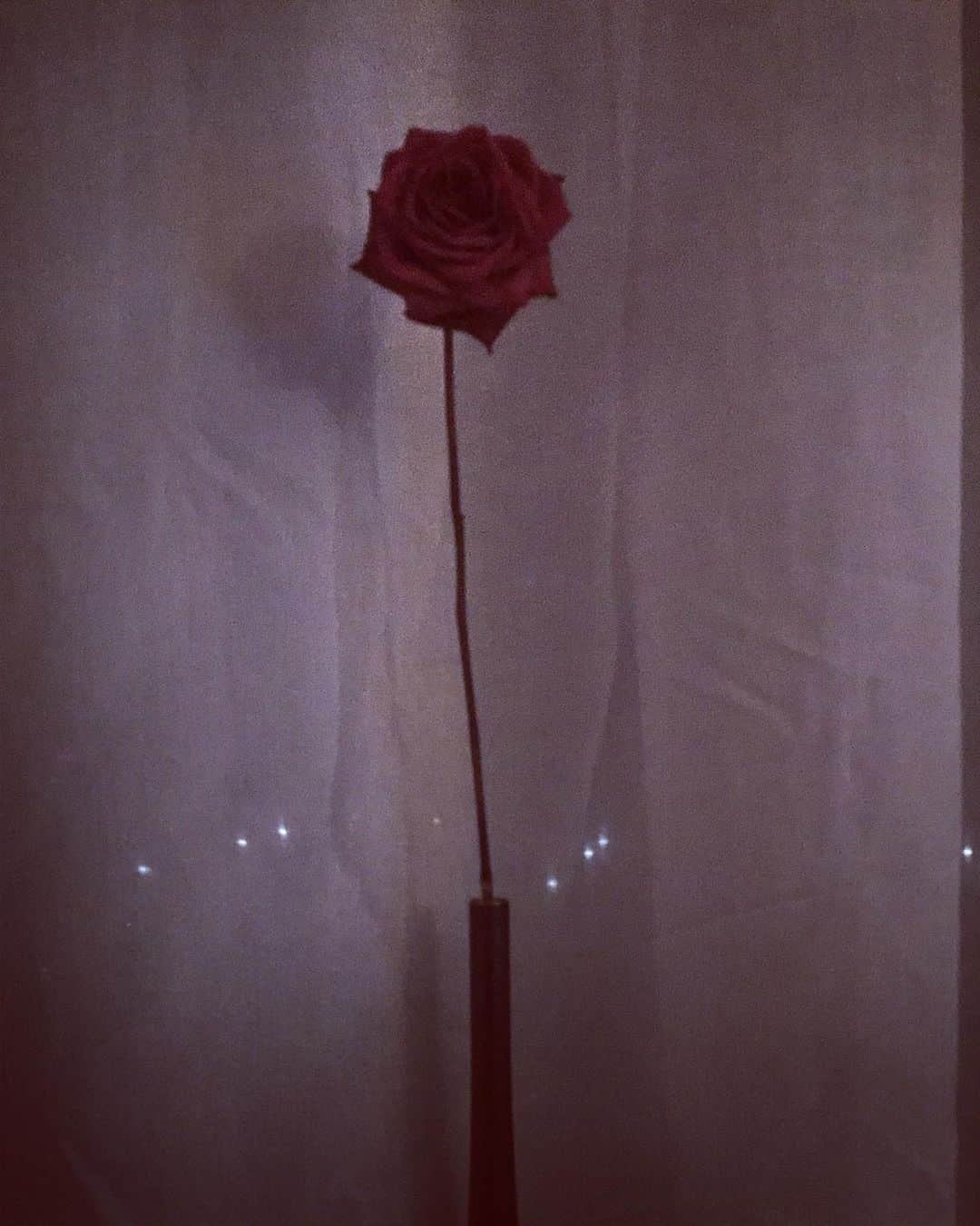 のインスタグラム：「Dried Naturally 🥀」
