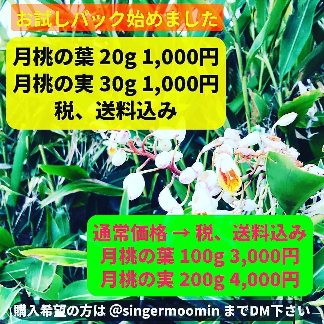 MOOMINのインスタグラム：「よろしくお願いします。  月桃の葉　100g 3000円 月桃の実　200g 4000円  お試しパック↓ 月桃の葉　20g 1000円 月桃の実　30g 1000円  どちらも送料込みです ご注文はDMください」