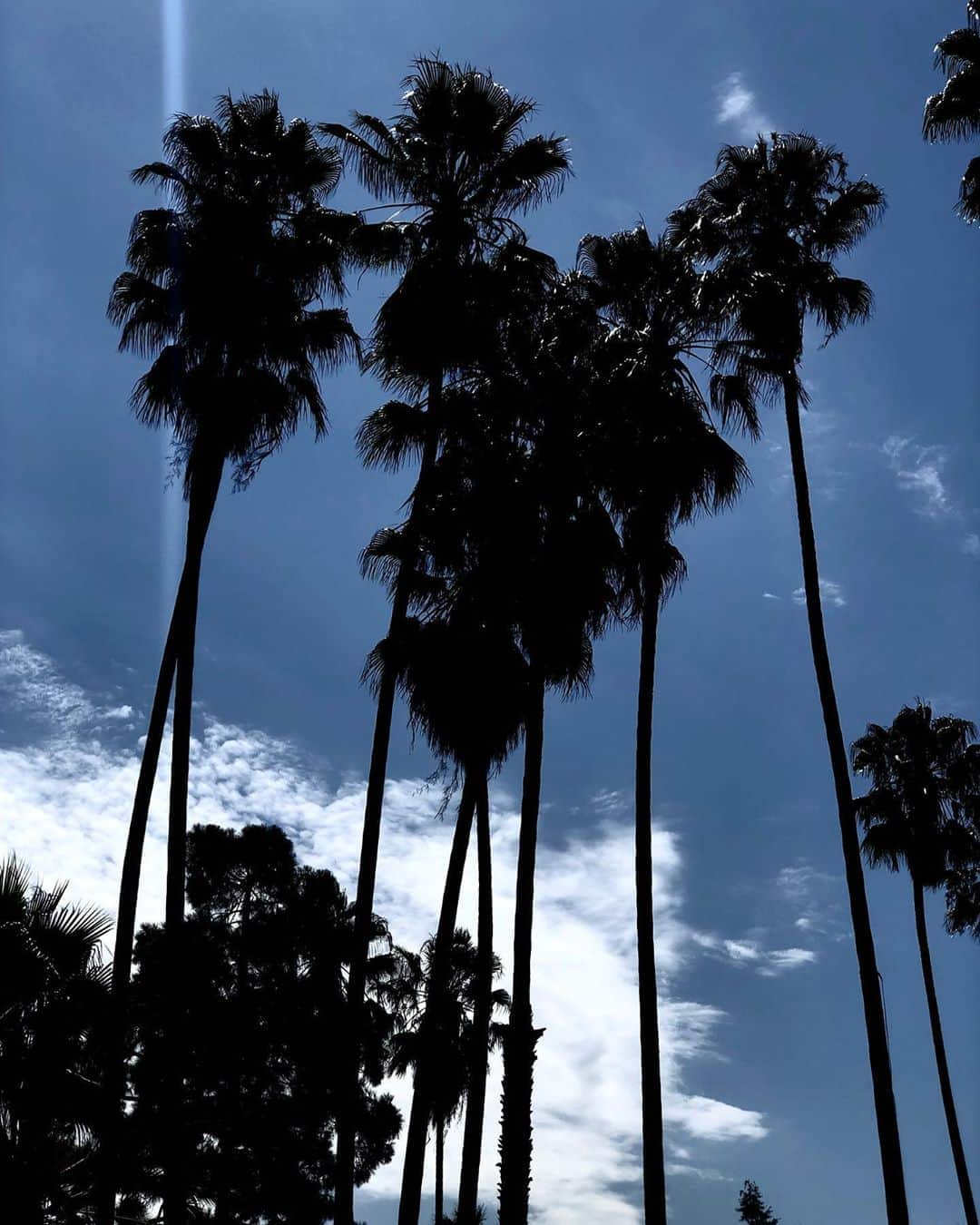 ハル・ベリーさんのインスタグラム写真 - (ハル・ベリーInstagram)「Keep palm and carry on. ✨」9月16日 12時02分 - halleberry