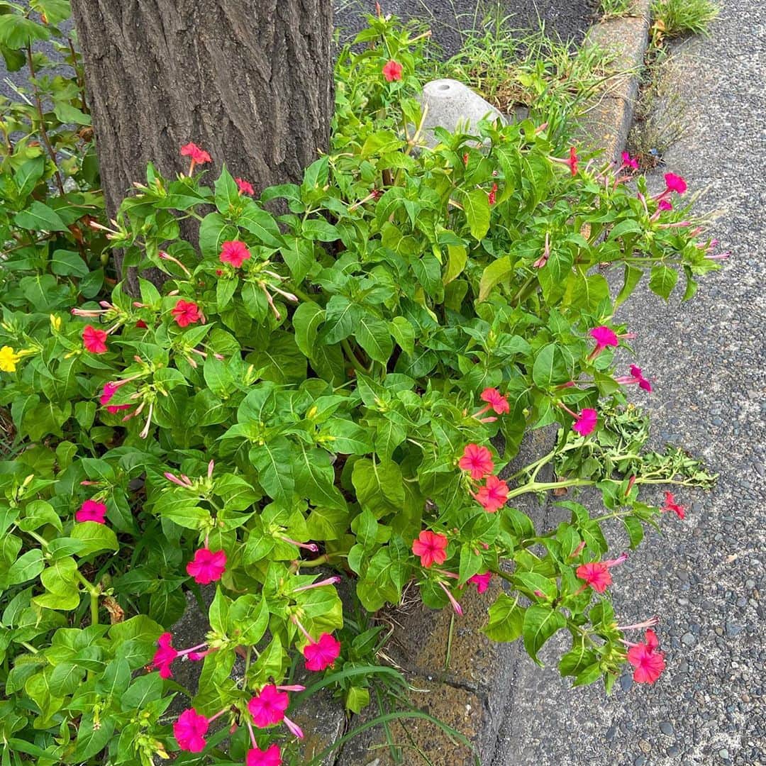 おおたうにさんのインスタグラム写真 - (おおたうにInstagram)「川崎の街を探検してみました🚶‍♀️✨ 神社やお寺⛩、小さな商店街（「銀座」って名前がついていた！）。可愛い色のおしろい花、まだ種が出来てなくてとれなかったー(´Д` ) #今日のねこ #尻手」9月16日 12時00分 - outa_uni