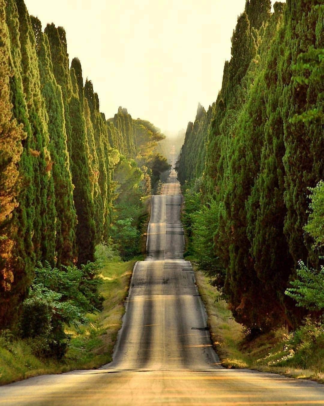 Padgramさんのインスタグラム写真 - (PadgramInstagram)「Tag someone you'd like to drive here with 🚙🌲🌳 Congrats @pieronitiziano  .  .  .  #planetgo #planetearth #pgdaily #pgstar #planetbirds #pgcounty #italy #europe #bolgheri」9月16日 12時07分 - planet.go