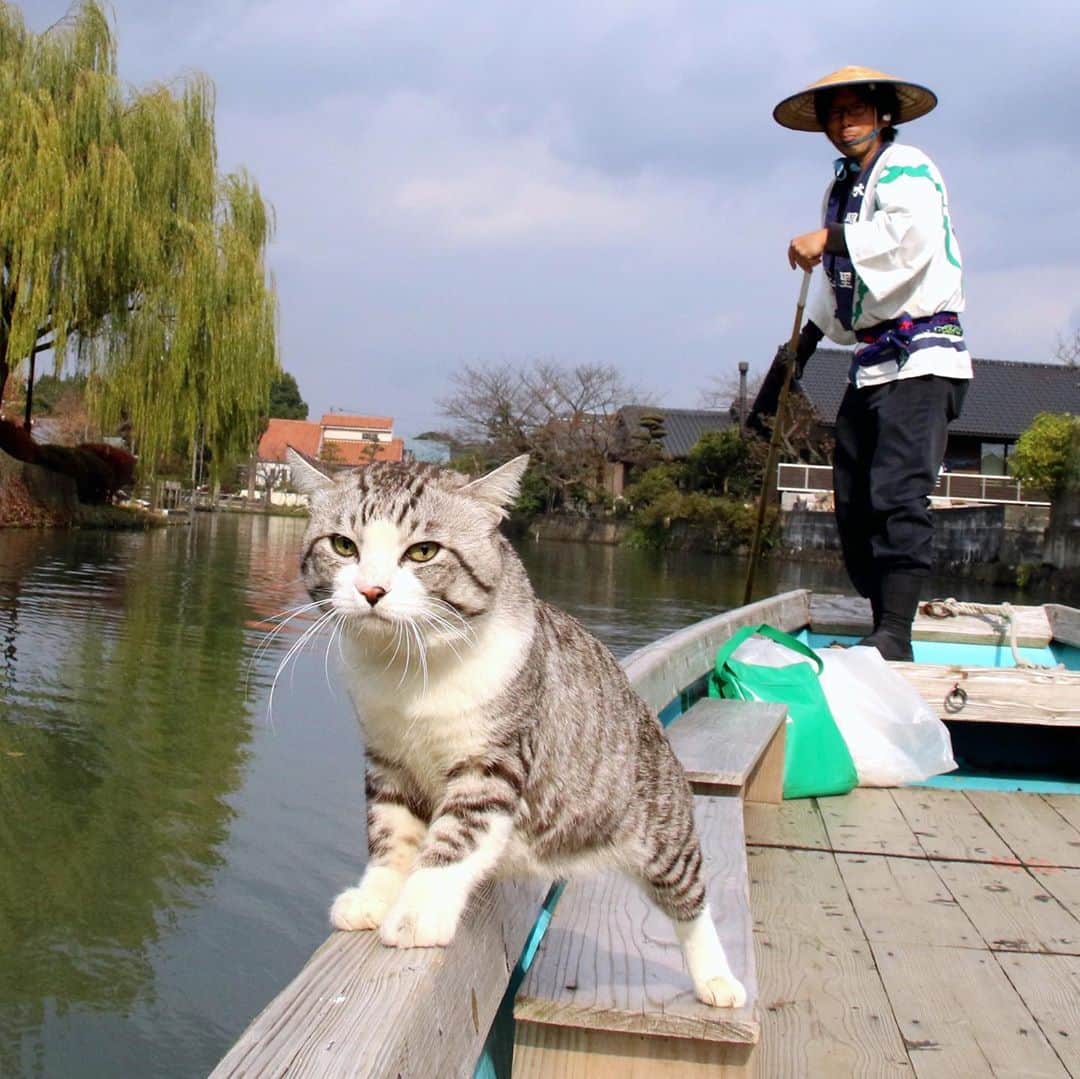 Nyankichi Noranekoさんのインスタグラム写真 - (Nyankichi NoranekoInstagram)「いつか、アマゾン川で川下りをしてみたいにゃり😸  有朝一日想試一下泛舟在阿馬遜河上喵哩😸  Someday I wanna try going downstream in a boat in Amazon River meow 😸  #猫 #cat #고양이 #แมว #貓 #кошка #wats #chat #ニャンスタグラム #gato #catsofinstagram #ねこ部 #旅猫 #cats #aso #japan #猫写真 #ねこ #seekor #ネコ #kitty #catlover #パトロール #kucing #kucinglucu #柳川 #川下り #柳川川下り #福岡 #fukuoka」9月16日 12時18分 - noraneko_nyankichi