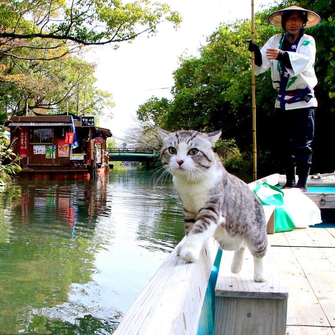 Nyankichi Noranekoさんのインスタグラム写真 - (Nyankichi NoranekoInstagram)「いつか、アマゾン川で川下りをしてみたいにゃり😸  有朝一日想試一下泛舟在阿馬遜河上喵哩😸  Someday I wanna try going downstream in a boat in Amazon River meow 😸  #猫 #cat #고양이 #แมว #貓 #кошка #wats #chat #ニャンスタグラム #gato #catsofinstagram #ねこ部 #旅猫 #cats #aso #japan #猫写真 #ねこ #seekor #ネコ #kitty #catlover #パトロール #kucing #kucinglucu #柳川 #川下り #柳川川下り #福岡 #fukuoka」9月16日 12時18分 - noraneko_nyankichi