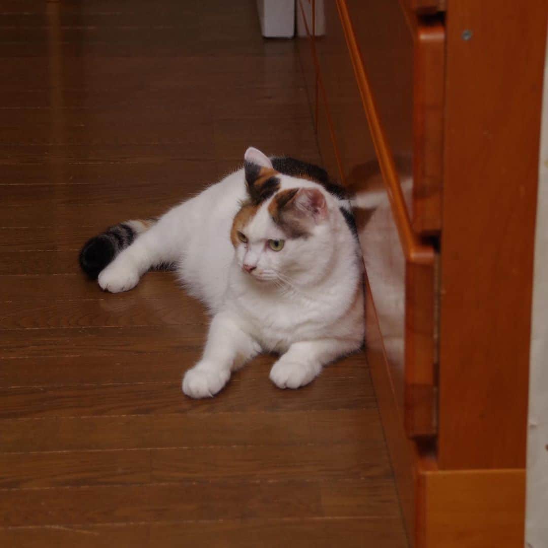 Kachimo Yoshimatsuさんのインスタグラム写真 - (Kachimo YoshimatsuInstagram)「ここは？　  居間！  ついたて、開けてたら入って来て、ちょっとだけどくつろいで、出ていった。 #うちの猫ら #mikeko #livingquest2 #猫 #ねこ #cat #ネコ #catstagram #ネコ部 http://kachimo.exblog.jp」9月16日 12時43分 - kachimo