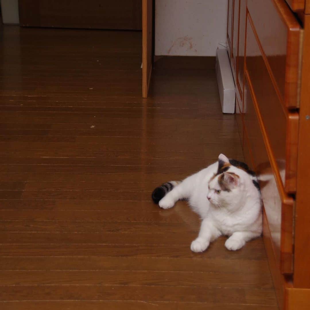 Kachimo Yoshimatsuさんのインスタグラム写真 - (Kachimo YoshimatsuInstagram)「ここは？　  居間！  ついたて、開けてたら入って来て、ちょっとだけどくつろいで、出ていった。 #うちの猫ら #mikeko #livingquest2 #猫 #ねこ #cat #ネコ #catstagram #ネコ部 http://kachimo.exblog.jp」9月16日 12時43分 - kachimo