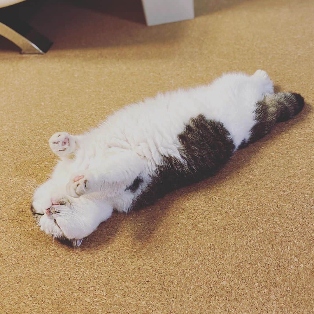8n21のインスタグラム：「猫の脱け殻ではありません  #夏の終わり #cats #ねこ部」