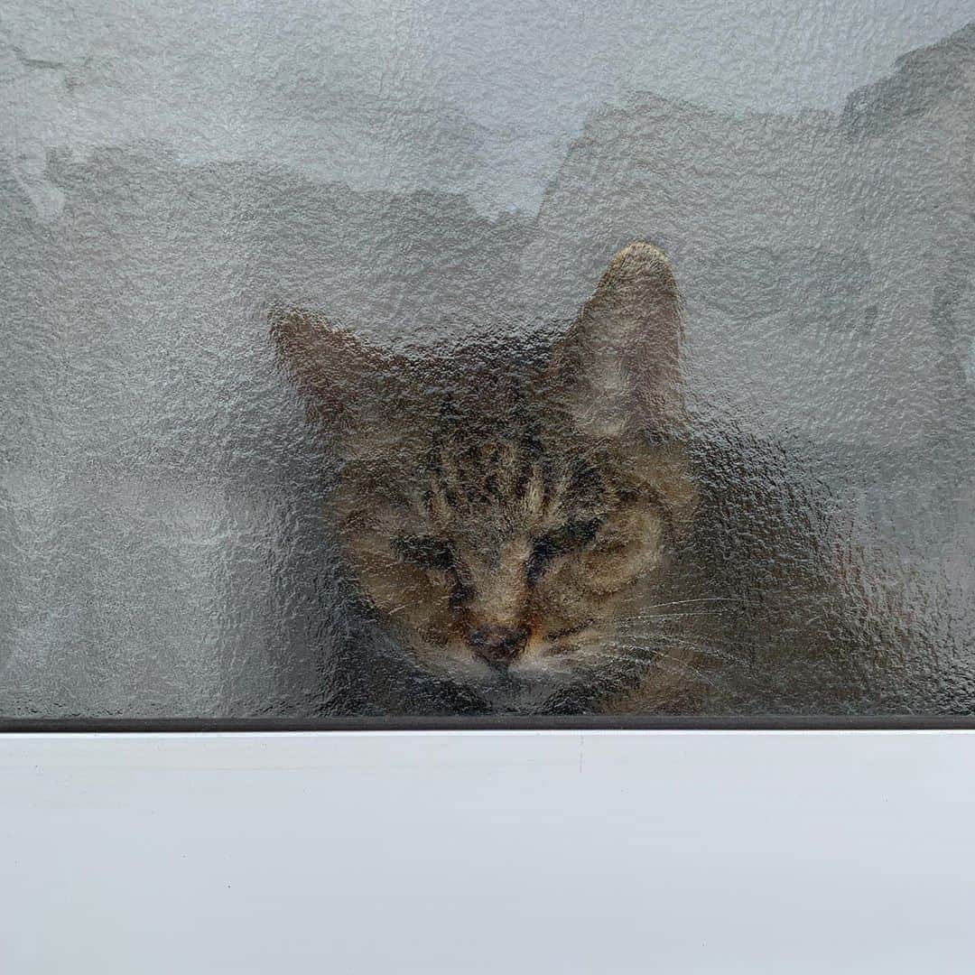 Kachimo Yoshimatsuさんのインスタグラム写真 - (Kachimo YoshimatsuInstagram)「買物から帰ってきたら、ココちゃんが、窓際でバーバを待ってた。 #うちの猫ら #cocoa #猫 #ねこ #cat #ネコ #catstagram #ネコ部 http://kachimo.exblog.jp」9月16日 12時50分 - kachimo