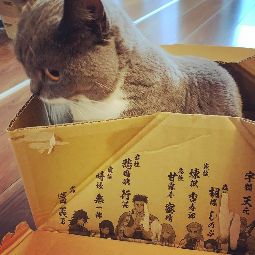 氏原ワタルさんのインスタグラム写真 - (氏原ワタルInstagram)「今日のルル 鬼滅の箱入り娘  #猫 #鬼滅の刃 #uniqlo」9月16日 13時12分 - wataru_ujihara