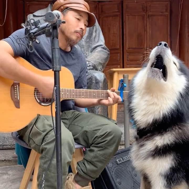 husky and malamuteのインスタグラム：「Are you fascinated by my song?😆」