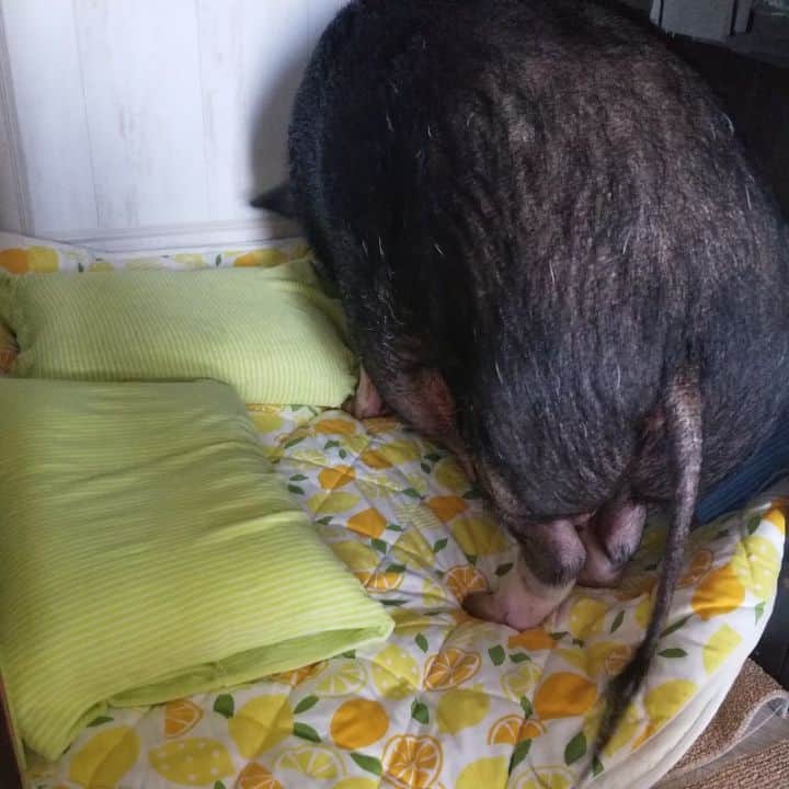 のインスタグラム：「寝る前のセブンのルーティン🐽😆 #セブン #ミニブタ」
