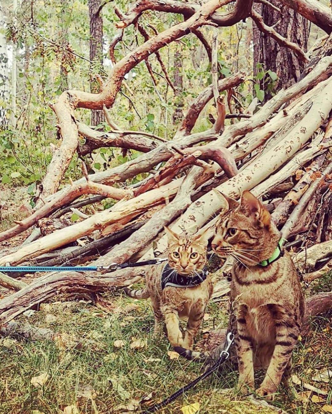 Bolt and Keelさんのインスタグラム写真 - (Bolt and KeelInstagram)「Check out Pi and Chewie—two BEAUTIFUL adventrapets from Sweden! 🐯 . @adventrapets ➡️ @pi_and_chewie  —————————————————— Follow @adventrapets to meet cute, brave and inspiring adventure pets from all over the world! 🌲🐶🐱🌲  • TAG US IN YOUR POSTS to get your little adventurer featured! #adventrapets ——————————————————」9月16日 13時30分 - adventrapets