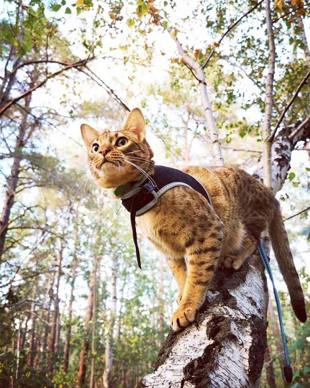 Bolt and Keelのインスタグラム：「Check out Pi and Chewie—two BEAUTIFUL adventrapets from Sweden! 🐯 . @adventrapets ➡️ @pi_and_chewie  —————————————————— Follow @adventrapets to meet cute, brave and inspiring adventure pets from all over the world! 🌲🐶🐱🌲  • TAG US IN YOUR POSTS to get your little adventurer featured! #adventrapets ——————————————————」