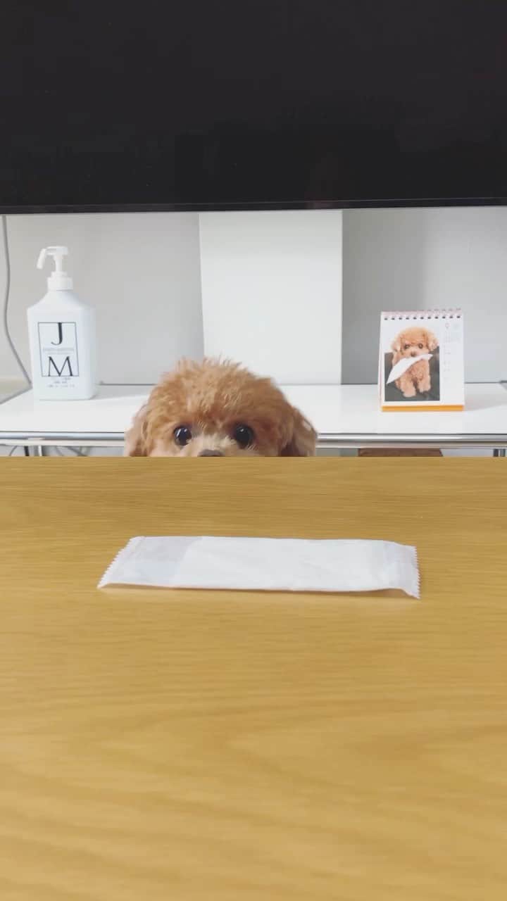 ふわのインスタグラム：「頑張ってます。笑笑  #toypoodle#toypoodlegram#dogsofinstagram#doglife#doglover#instadog#dog#fuwamama#ふわもこのふわ#ふわ#トイプードル#ふわもこ部#犬バカ部#親バカ部#犬のいる暮らし#いぬすたぐらむ」
