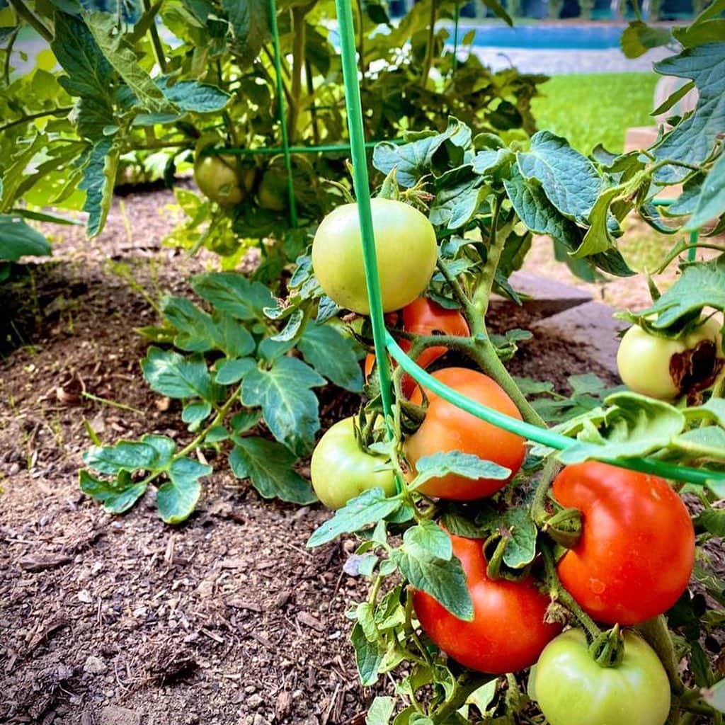 ダニア・ラミレスさんのインスタグラム写真 - (ダニア・ラミレスInstagram)「Living off the Earth! #respecting what life has giving us! #gardening #Imgrowing #daniacs」9月16日 13時41分 - daniajramirez