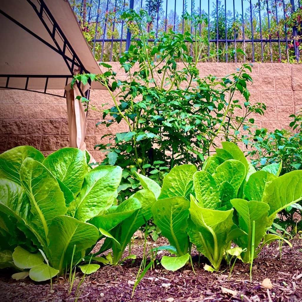 ダニア・ラミレスさんのインスタグラム写真 - (ダニア・ラミレスInstagram)「Living off the Earth! #respecting what life has giving us! #gardening #Imgrowing #daniacs」9月16日 13時41分 - daniajramirez