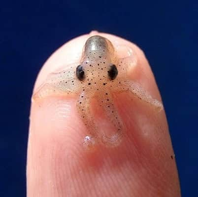 Baby Animalsさんのインスタグラム写真 - (Baby AnimalsInstagram)「Tag someone who has never seen a baby octopus! 🐙 Why is it so cute tho!」9月16日 23時11分 - thebabyanimals