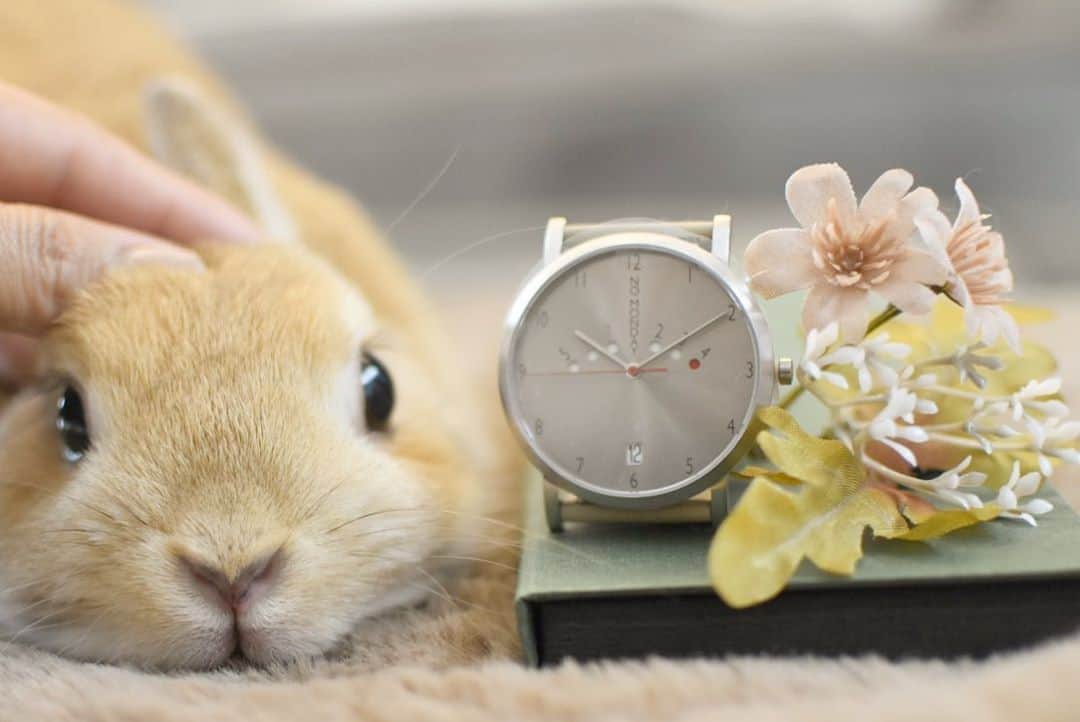 yun.ゆんさんのインスタグラム写真 - (yun.ゆんInstagram)「march.lemon🐻🍋＋cotton.💭 このノーマンデーの時計の赤いポイントは　週末までをさりげなく数えてくれます。🔴 それでいうと、水曜日の今日は3のところ。。⌚️ : : 週末まではまだです。😁 : : @nomonday_jp  クーポンコード《marchic》 ご利用で10%off。 . ♪ ♪ ♪ #nomonday#ノーマンデー#腕時計#時計#手元倶楽部 #うさぎ#ウサギ#ネザーランドドワーフ#ZIP写真部#レモン#ふわもこ部#マーチ#多頭飼い #rabbits#rabbitsofinstagram #rabbitstagram #petstagram #march#instapet#cutepetclub #instarabbit #bunnies #bunnylove #lapin #pecotv #WeeklyFluff #lemon #netherlanddwarf #dailyflufffeature」9月16日 23時23分 - march.lemon