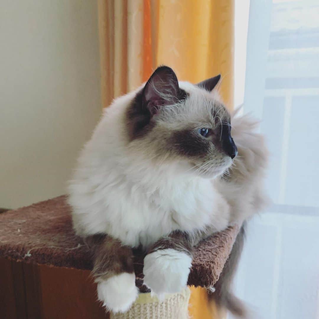 takegaeruのインスタグラム：「優しい横顔☺️ おやすみにゃさい♬ #cat #猫 #ragdoll #ラグドール #ホワイトポッチーズ」