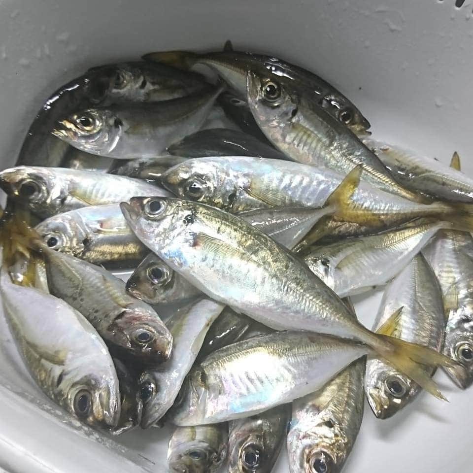 松本康太さんのインスタグラム写真 - (松本康太Instagram)「アジ釣り♪28匹ゲット♪南蛮漬けサイズ(^o^)/   #アジ #アジ釣り #サビキ釣り #レギュラー松本 #あるある探検隊」9月16日 23時54分 - aruarutankentai.matsumoto