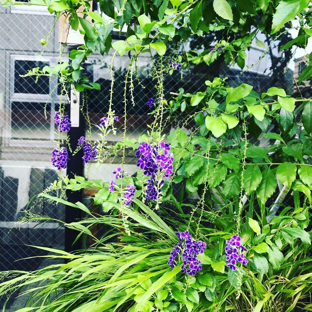 栗原まもるのインスタグラム：「これは何という名前のお花なんだろう。」