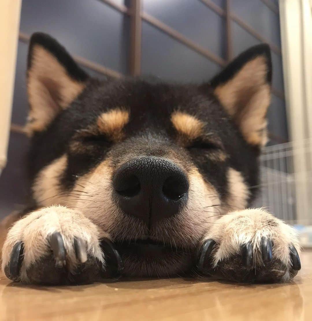 まめ丸のインスタグラム：「* * 【スワイプしてね🔛】 おやすみー🐶💓 今日はちび丸くんの近くでねようかな…🐶❓ #まめ丸とちび丸 * protect younger brother🐶💓🍼 * #床に落ちてる系柴犬 #まめ丸ツムツム * #柴犬#豆柴#柴#黒柴#犬#いぬのきもち#犬のいる暮らし#赤ちゃんと犬#犬と赤ちゃん#ベビフル#ママリ#生後3ヶ月 #shiba#shibainu#shibastagram#shibadog#puppy#instadog#dogstagram#dog#instashiba#pet#강아지#멍스타그램#doglover#dogandbaby#babyanddog」