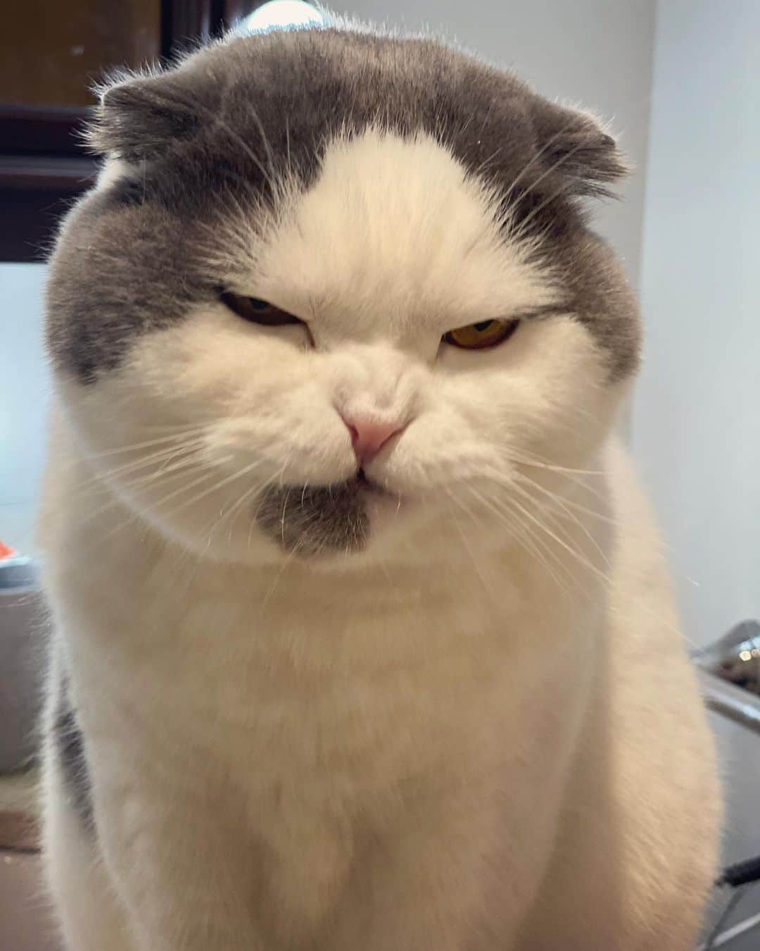 サイモンとマルティナのインスタグラム：「“Mom. Why isn’t there more wet food in my bowl?” 😾 (Truthfully, he was just licking his lips after drinking water and I caught this epic cranky face 😂) If you’ve caught your pet mid-derp, I’d love to see it.  How about slapping on a #crankypet hashtag so we can all easily find them and have a laugh and a smile? I’ve slipped a few rungs down my ladder, had a wee cry, blew my nose, and now I’m starting to #buildaladder again. Editing a very wholesome video I filmed with my good friend Miki :)」