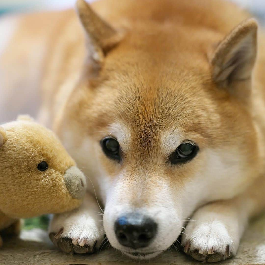 まる（まるたろう）さんのインスタグラム写真 - (まる（まるたろう）Instagram)「Good night!✨🐶💤✨9月も後半戦なんだよね〜 #びびるな #早すぎだよね #明日の為に寝ましょう #また明日ね」9月17日 0時10分 - marutaro