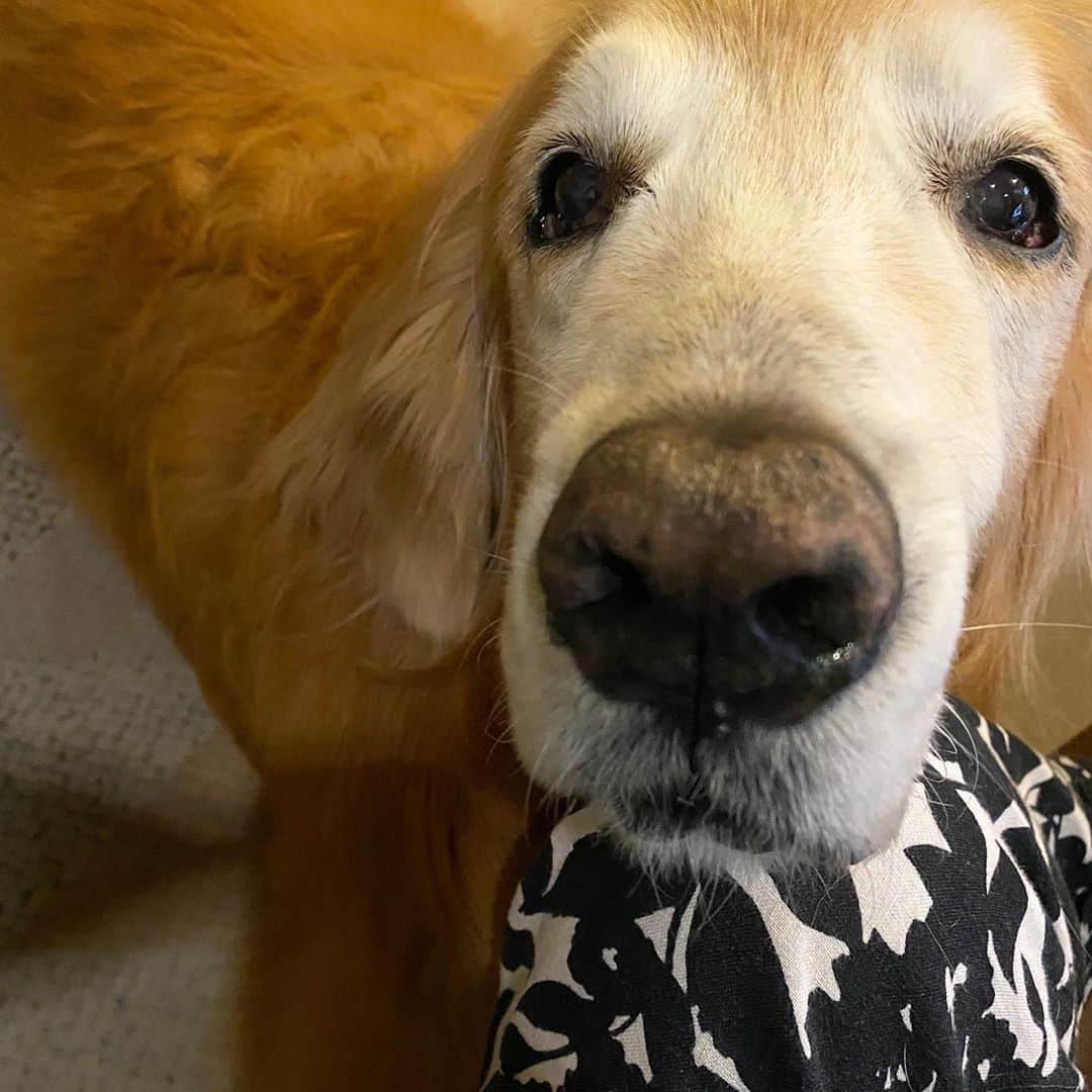 Hoykong&Plamuekのインスタグラム：「Resting on mommy’s knee #hoykong」