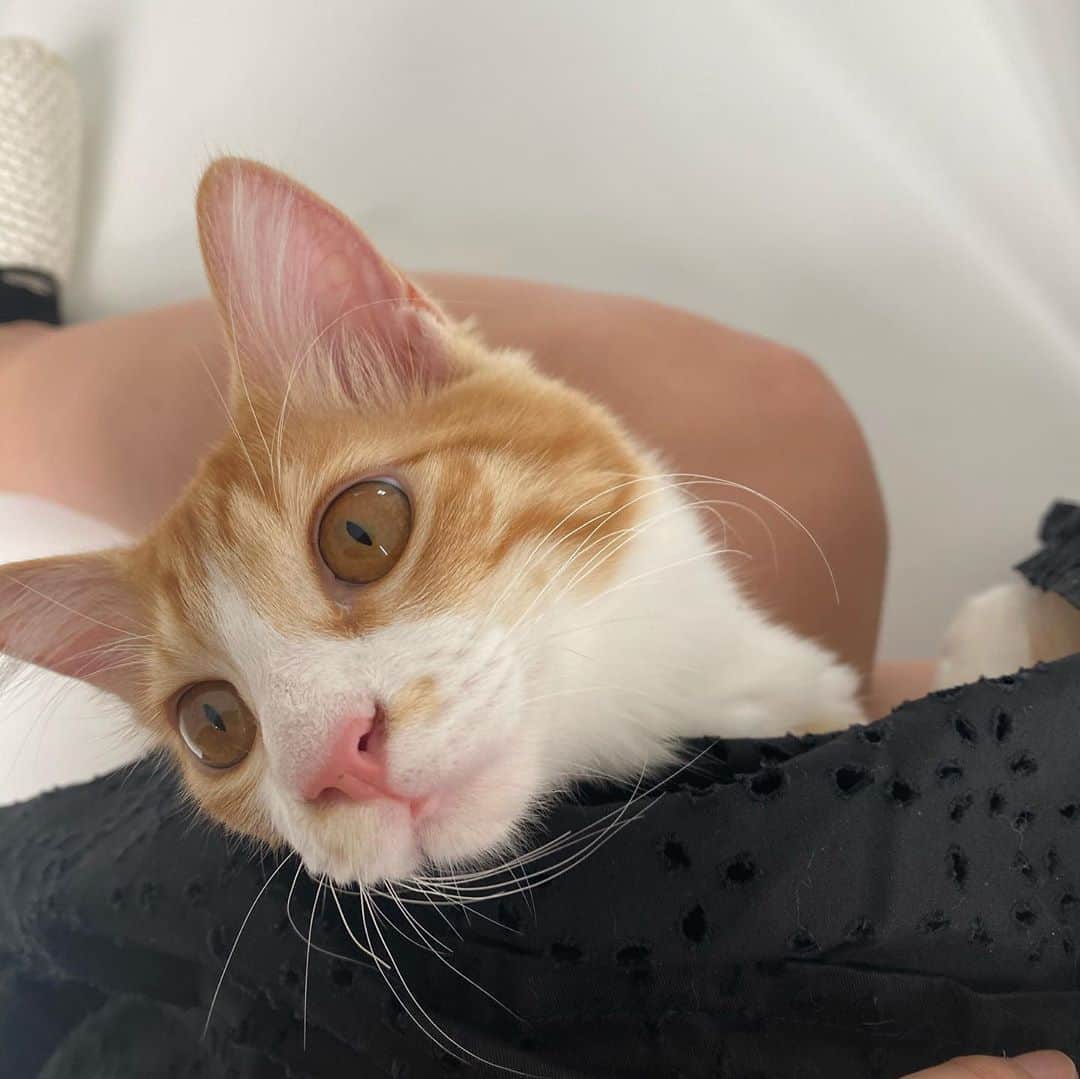 のインスタグラム：「保護猫喫茶necomaさんへお邪魔してきました🐈💓至福〜💓 店内がホワイト基調とされていてアットホームな駒猫とはまた別の魅力がありました♡くろねこ好きとしてはくろねこがとても撮りやすかった♡」