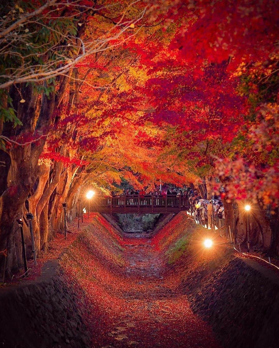Canon Photographyさんのインスタグラム写真 - (Canon PhotographyInstagram)「Who is ready for autumn? 🍂 Photography // @traveler_sui Curated by @steffeneisenacher  #japan #autumn #fallfoliage #leafs #falltime」9月16日 16時17分 - cpcollectives