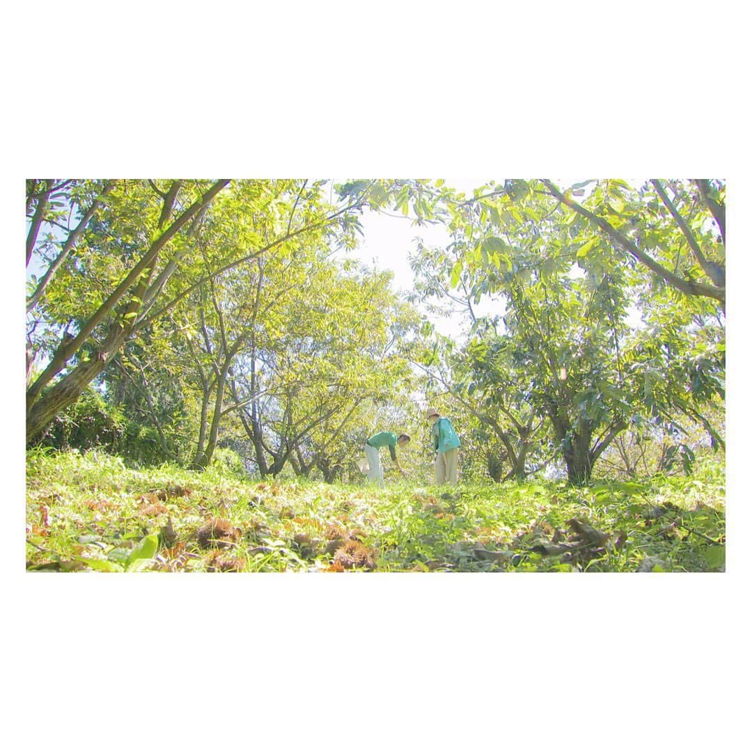 佐藤綾子さんのインスタグラム写真 - (佐藤綾子Instagram)「🐕びっ🌰﻿ ﻿ ﻿ きょうの旬ごよみは﻿ 大村市の農園で栗拾い！﻿ 一番好きな木の実は栗です！！！モンブラン大好き！！﻿ ﻿ 自然に囲まれた農園で、﻿ 看板犬のアサちゃんと戯れつつ﻿ 楽しく栗拾いしてきました♪﻿ アサちゃん、自分から栗畑まで﻿ チャカチャカ付いてきてくれて、﻿ とっても嬉しかったんですが、﻿ あんよの裏チクチクせんとねー！？と﻿ ヒヤヒヤしてました🐕犬も好き🐕﻿ ﻿ 栗はその大きさとツヤ、味にびっクリ！！﻿ 私のぷくぷくした掌じゃ片手に5個でも﻿ 精一杯なビッグサイズ✋🌰🌰🌰🌰🌰﻿ 良い栗の見分け方、保存の仕方、ご存知ですか？﻿ 答えはきょうの18:15、Jチャン長崎で！﻿ ﻿ ﻿ #栗 #クリ #くり #大又農園 #大村市﻿ #栗拾い #野岳湖 #ながさき旬ごよみ #旬ごよみ﻿ #スーパーJチャンネル長崎 #Jチャン長崎﻿ #ncc #長崎文化放送 #アナウンサー #取材日記」9月16日 16時41分 - satoaya_ncc