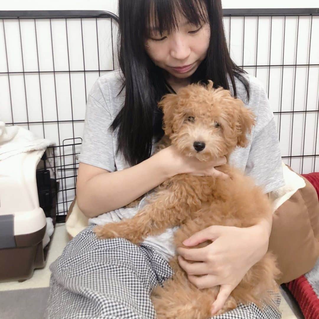 古川未鈴のインスタグラム：「ぱむちゃ、生まれて4ヶ月！  #dog  #犬  #チワプー #ぱむ」