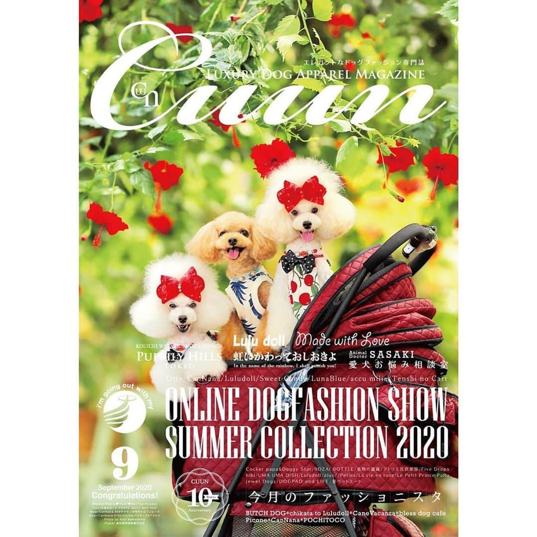 大原かおりさんのインスタグラム写真 - (大原かおりInstagram)「🐩📕💕 9月10日発行号のエレガントなドッグファッション専門誌 『Cuun(クーン)』10周年記念号‼︎ @cuun_official  ☺︎ オッティも参加させて頂いた、オンラインファッションショーで 見事優勝したトイプードルのハルちゃん・ユキちゃん・アイちゃんが表紙です🐶🐶🐶🏆✨ @haruyukimama0305  ステキなお写真〜👏😍 本当におめでとうございます😘㊗️🎊 ☺︎ 中ページには、オンラインファッションショーで選ばれた各ブランドさんのモデル犬ちゃんも掲載されています♡ オシャレ愛犬家の皆様、Cuunさんは内容豊富でとっても楽しいのでぜひGetしてみてください🐶🎶 ☺︎ Ottyのモデル犬を務めてくれた #なみちゃん #みきちゃん @namimiki1107 #Mokaちゃん @kt_moka #エルちゃん @i_love_lovely_l #Babyちゃん @chunky_baby_ #ハニーちゃん @anyanpink ステキなセットで撮影をしてくださり本当にありがとうございました🤩🐶💗 ☺︎ イベント参加されたブランド様、楽しい企画にご一緒させて頂けてとっても楽しかったです❣️ #天使のカート @tenshinocart_official #cannana @cannanamomo #luludoll @luludoll7272 @chitose_chikata  #sweetcandy @sweetcandystaff #lunablue @lunabluejapan #accumilia @emmy_akubi_accu #ottydog @oharagaori_otty ありがとうございました❤️❤️❤️ ⑅◡̈⑅ #Cuun #Luxury #Dog #Apparel #Magazine #10th #Anniversary 10thyear #Congratulations」9月16日 16時40分 - oharagaori_otty