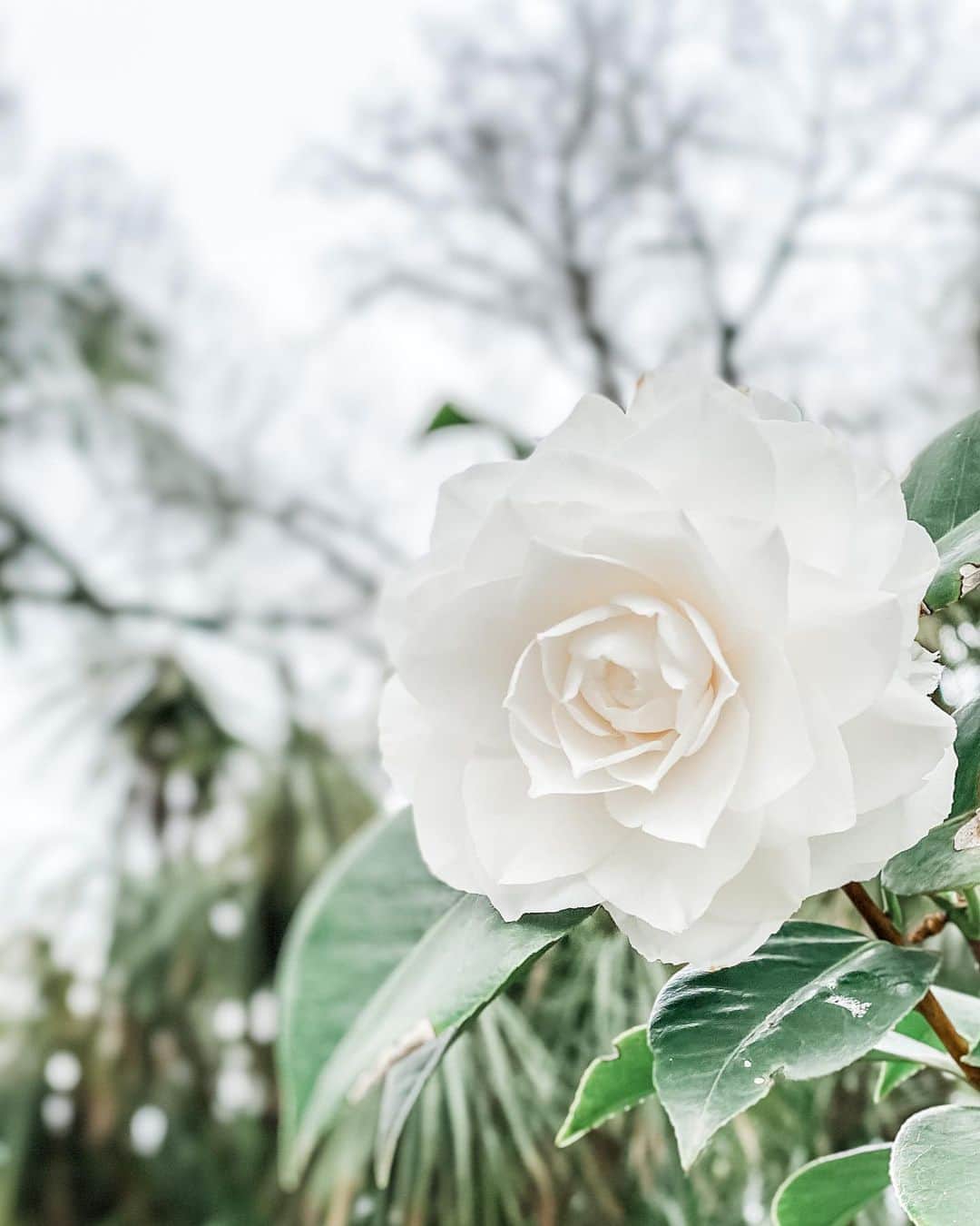 アン・カーティスのインスタグラム：「A white flower grows in the quietness. Let your tongue become that flower. - Rumi」