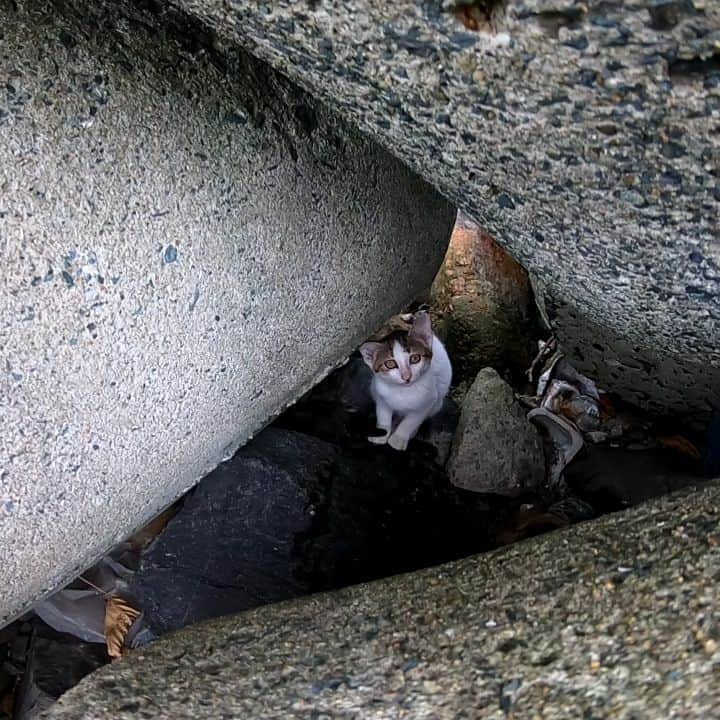 感動猫動画のインスタグラム