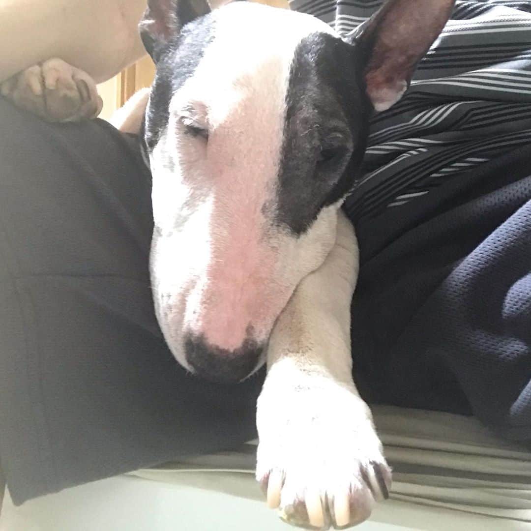 のインスタグラム：「#minituru#bull#terrier#minibullterrier#miniturubullterrier#dog#dogstagram#cute#qtaro#love#family#ミニチュア#ブルテリア#ミニチュアブルテリア#Q太郎」