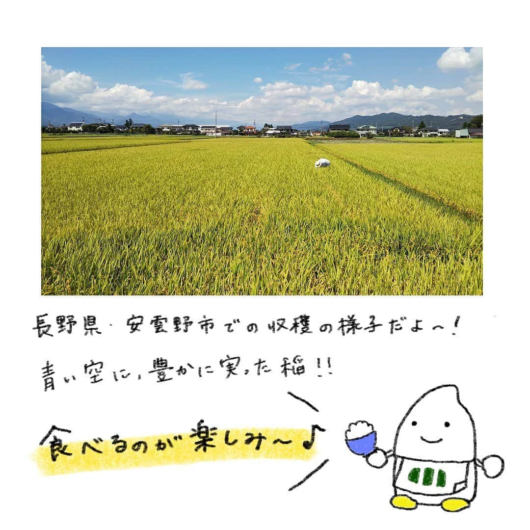 ミツハシくん-Mitsuhashi Rice-さんのインスタグラム写真 - (ミツハシくん-Mitsuhashi Rice-Instagram)「稲刈り巡り🌾～長野編～ * お米の収穫シーズン到来！ ということで… 全国のお米の産地をめぐるよ～（・u・） * 前回に引き続き、第二回は長野県！ 安曇野市に行ってきたよ～！🚄 お天気もよくて収穫日和だったな～☀🍚 * #稲刈り巡り #収穫 #長野県 #安曇野市 #田んぼ #新米 #ミツハシくん #ミツハシライス #米 #ricefield #mitsuhashirice」9月16日 17時32分 - 3284rice