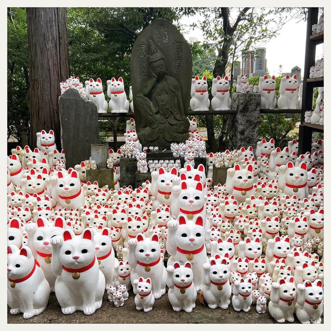 kumikoのインスタグラム：「昨日クロちゃんに割られてしまった招き猫。 毎日出迎えてくれてた子がいきなりいなくなってしまうのは寂しいもので。。。 思い切って新しい子をお迎えしてきました。 どうぞヨロシクね(^^)」