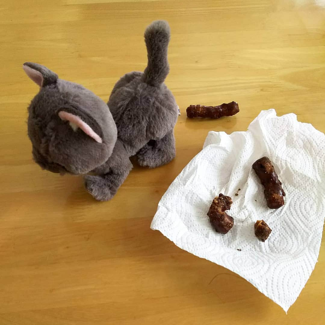 sweet_strawberryさんのインスタグラム写真 - (sweet_strawberryInstagram)「🐈💩【#かりんとう 】です。すみません。 お菓子売り場で目に付いて、年に１～２回あるかないか極々たまに、かりんとうを買ってみようって買った 【かりんとう】をお皿に出す時に床にぶちまけちゃって、 ｢あぁーもぉー💢｣って自分に腹立って言ったら、 床に落ちてるの見たら、【💩犬猫のウンチみたいだね！】って言われて、 ホントだね！って笑っちゃったけど、 拾ってると、やっぱり、ばらまき落とした失敗に腹が立って、｢くそー💢｣って言ったら、 ｢くそに似てる、クソだけにね💩｣って言われた。オチが付いて、大喜利か？！😂💢 ⚾️プロ野球全然観ないけど、スポーツニュースで、野球のVTRしてて、 ⚾️巨人のピッチャー【菅野智之】選手が、 🎤｢香水｣歌ってる【瑛人】さんに似てると思っちゃった。 #それにしか見えない #似てる #再現#こんな感じ#ドッキリ #黒糖かりんとう#かりん糖 #猫のぬいぐるみ#ネコのいる生活#ぬいぐるみ撮り隊」9月16日 17時47分 - sweet_strawberry