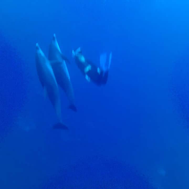 筒井菜月のインスタグラム：「#ドルフィンスイム🐬#御蔵島　 🥰😍🥰」