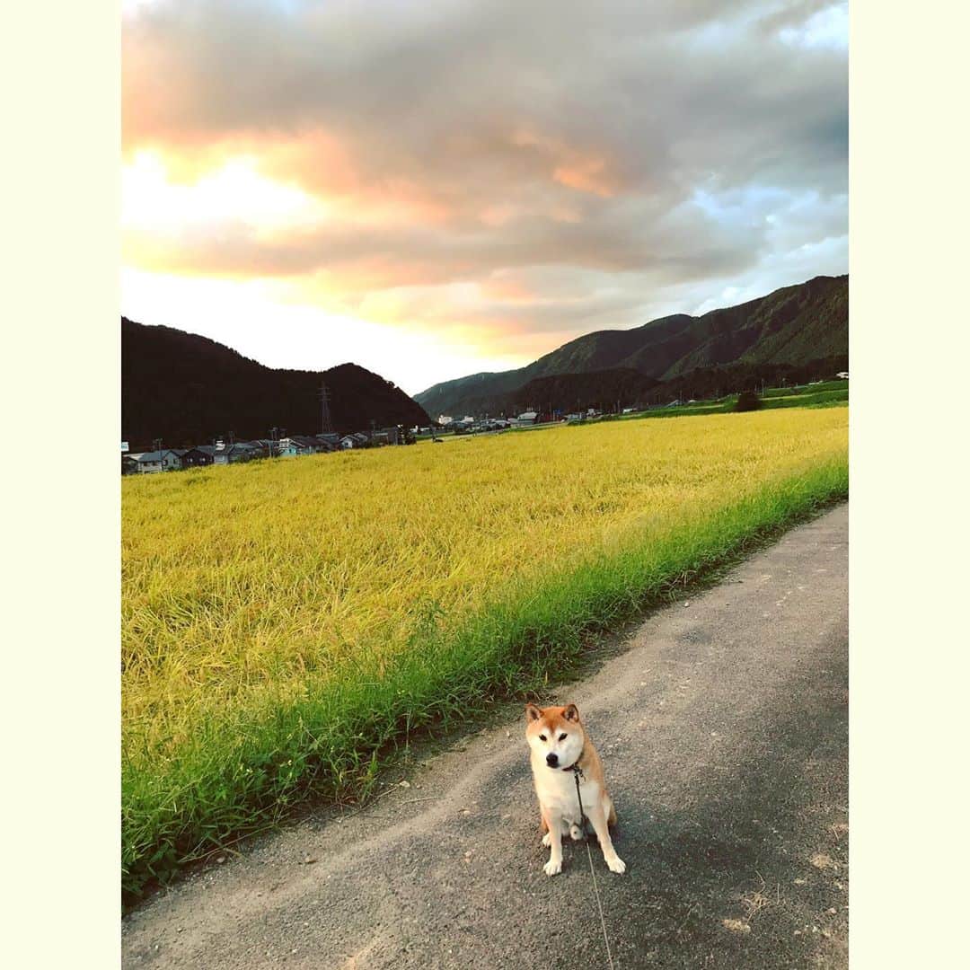 Hanamichi ＆ ℕㆁℜ〡ｋㆁ♡のインスタグラム：「ようやく秋だよ🌾  #秋空  #田んぼ #日本犬 #柴犬 #しばいぬ #子犬 #わんこ #dog #shiba #puppy #love #shibastagram #dogsofinstagram #japan」