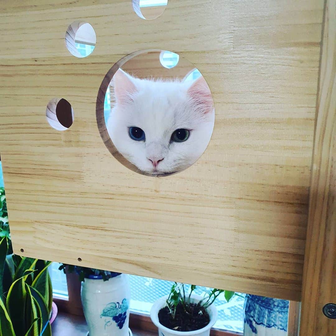 キム・ジョンナンのインスタグラム：「#냥이#터키쉬앙고라#스코티쉬폴드#아빠가 키우는 신비와 레오. 새 집 사주니 완전 붙박이 됨.ㅋㅋ#김정난#」
