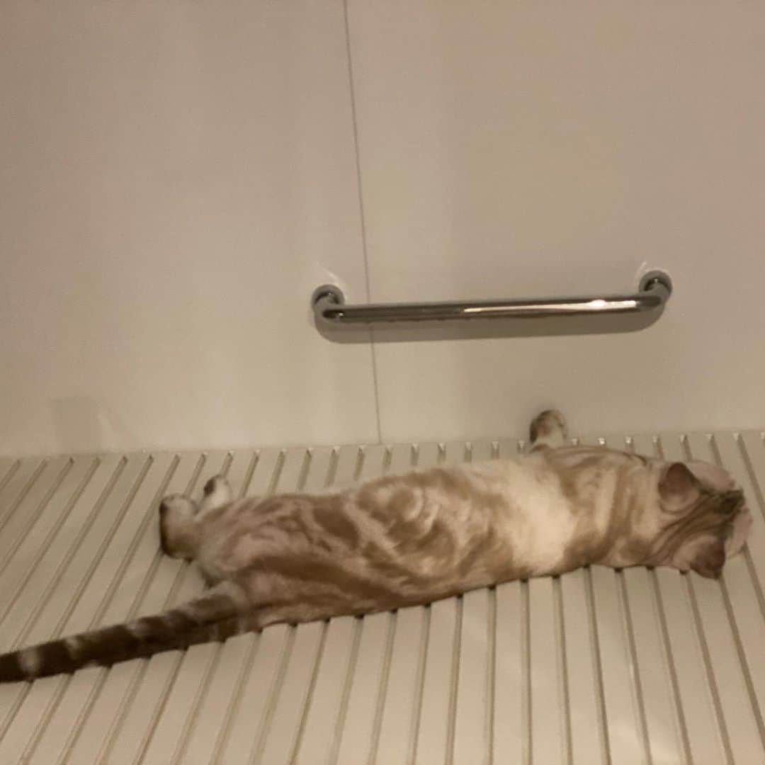 青山有紀さんのインスタグラム写真 - (青山有紀Instagram)「お風呂の蓋で暖をとるガルちゃん。秋だね #garu_cat #ガル様」9月16日 18時31分 - yukiaoya
