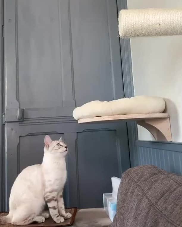 のインスタグラム：「I’ve always been a pawssionate pole dancer meow 😸⠀ ⠀ 📹 @ruby_the_snowbengal⠀ ⠀ #meowed #mewoedofficial #themeowedclub」